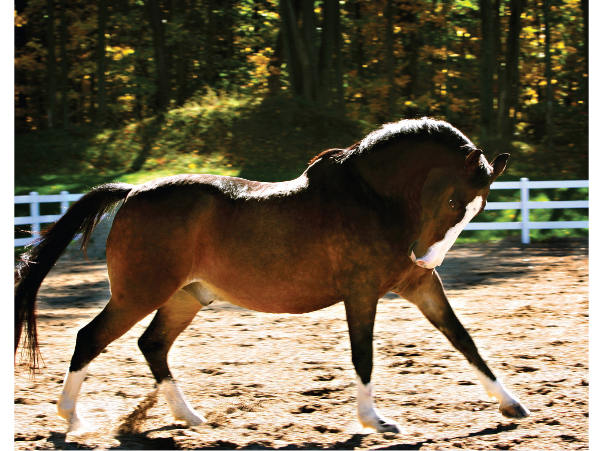 The horse is definitely a majestic animal Even those that are not equestrians - photo 5