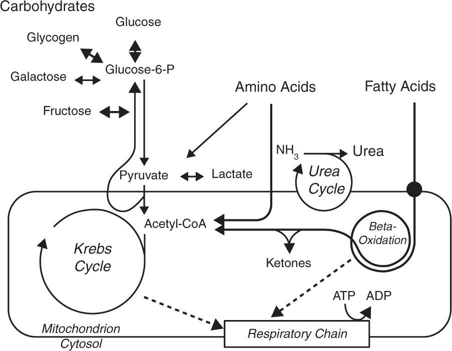 Fig A11 Main pathways of intermediary metabolism 11 Disorders of Amino - photo 1