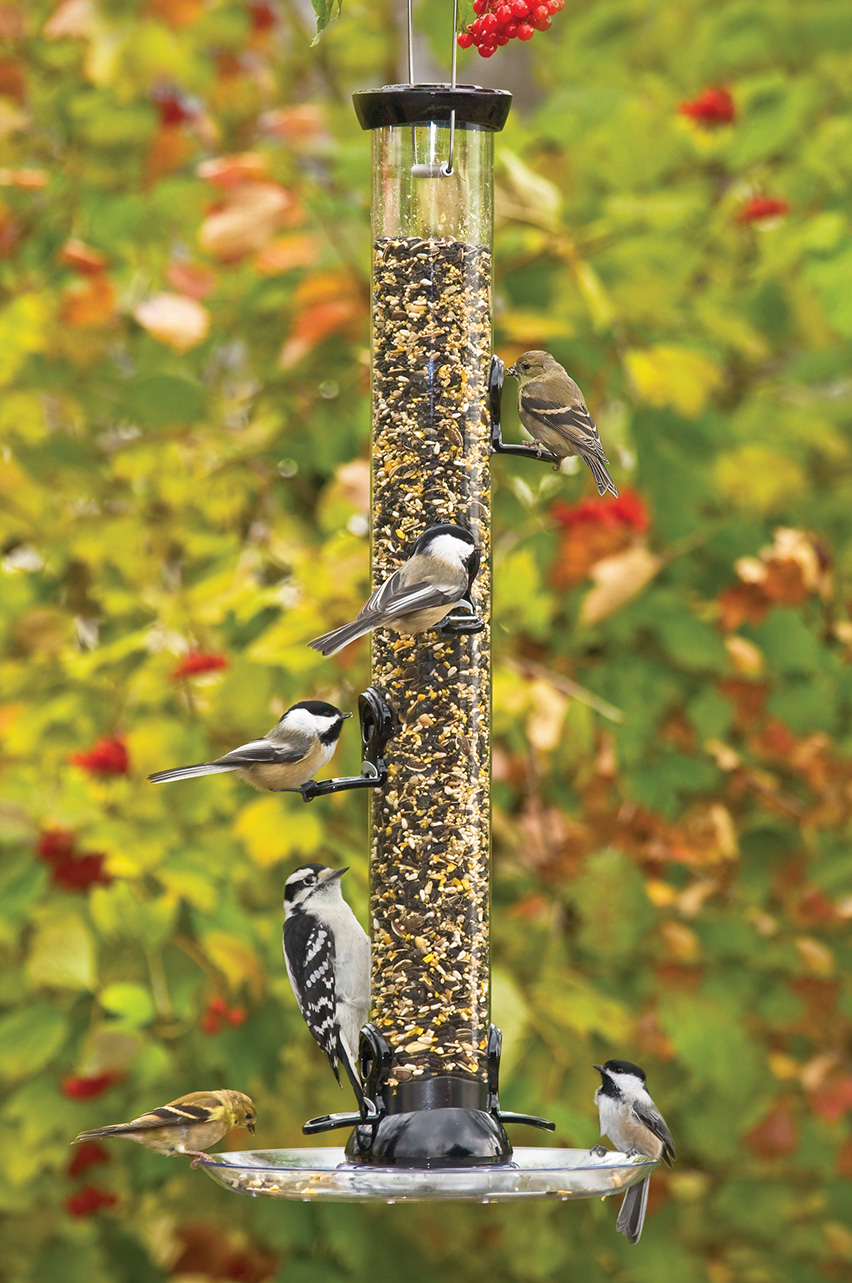 Tube feeders with large seed ports and multiple perches are very popular Often - photo 6