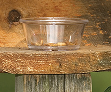 Mealworm feeders can be very basica simple glass or plastic cup or container - photo 10