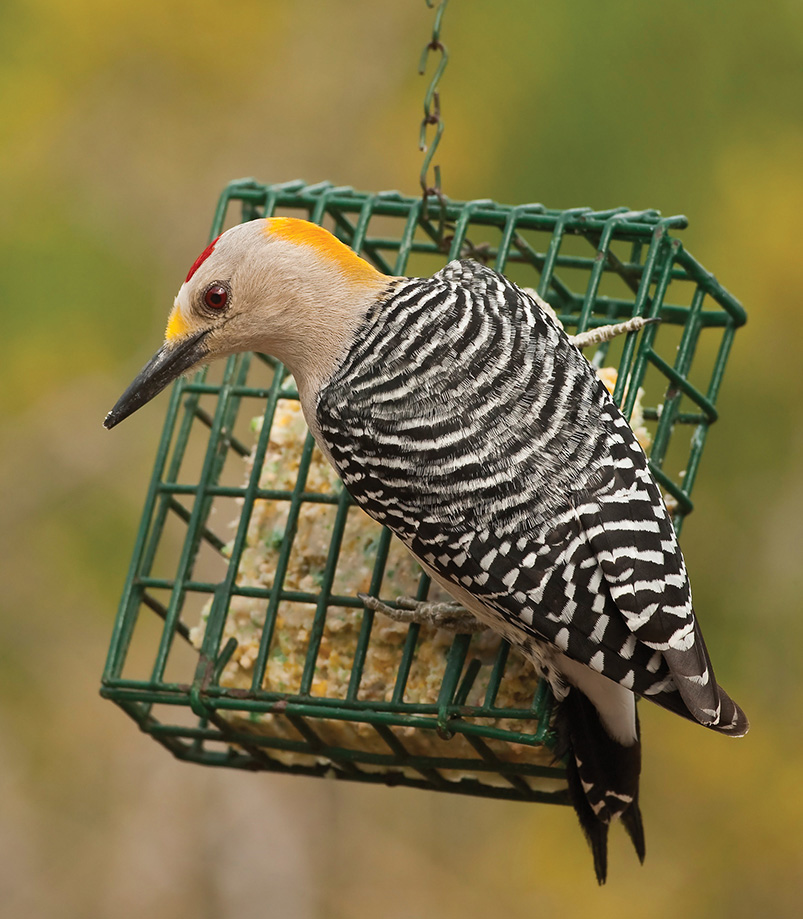 Suet feeders are simply wire cages that hold cakes of suet The wire allows - photo 8