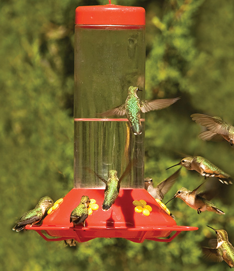 Nectar feeders are glass or plastic containers that hold sugar water These - photo 9