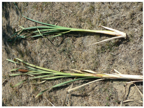 Harvesting Cattail can be harvested at the end of summer end of - photo 6