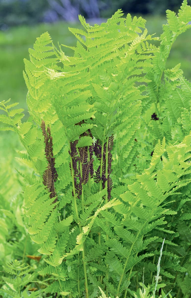 Claytosmunda claytoniana syn Osmunda claytoniana the interrupted fern has - photo 9