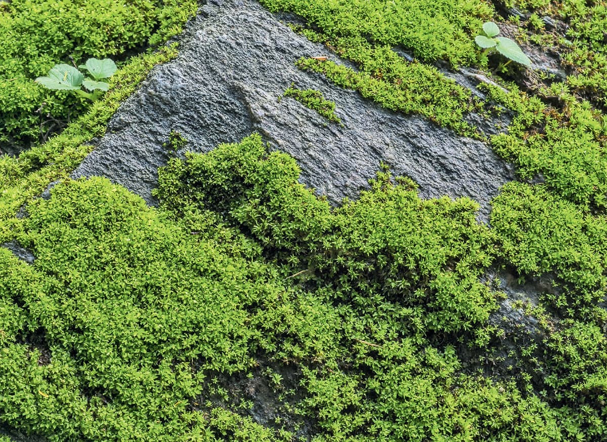 Moss grows low to the ground because it lacks a vascular system to transport - photo 10