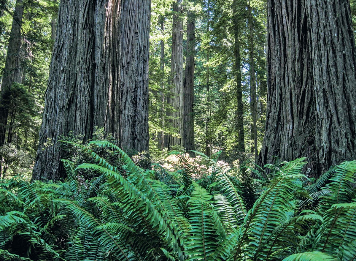 Tall vascular plants and the first ferns began to inhabit the Earth hundreds of - photo 11