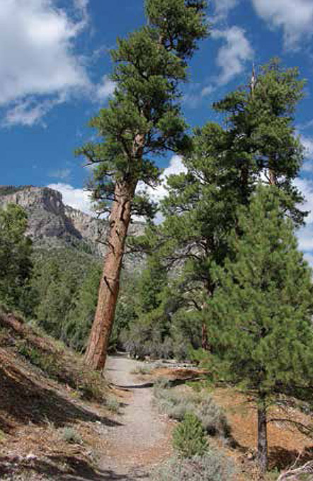 Mature ponderosa pines can be found along the Fletcher Canyon Trail These - photo 4