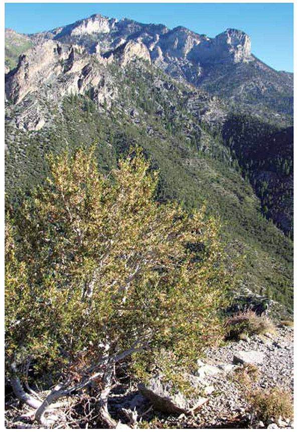 From the summit of Cathedral Rock youll enjoy a panoramic view of Kyle Canyon - photo 2