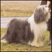 Learn the requirements of a well-bred Bearded Collie by studying the - photo 4