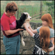 Find out about how to locate a well-bred Bearded Collie puppy Discover which - photo 5
