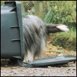 Analyze the canine mind to understand what makes your Bearded Collie tick How - photo 10