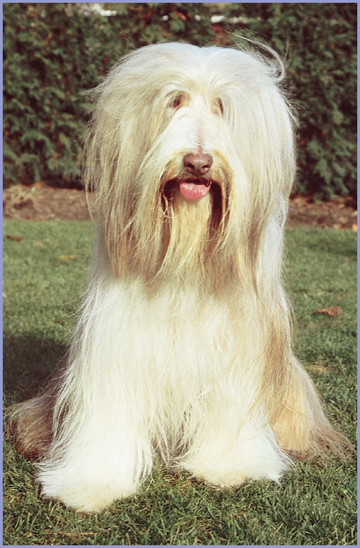 Many people feel attracted to the Bearded Collie because of its shaggy-dog - photo 11