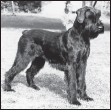 Developed in Bavaria the largest of the Schnauzers became known as a skilled - photo 3