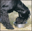 Cover the specifics of taking care of your Giant Schnauzer every day feeding - photo 7