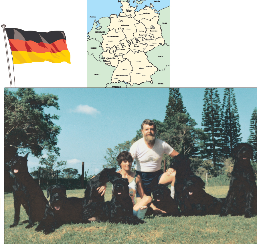 The Giant Schnauzer is an extremely popular breed in South Africa where it - photo 12