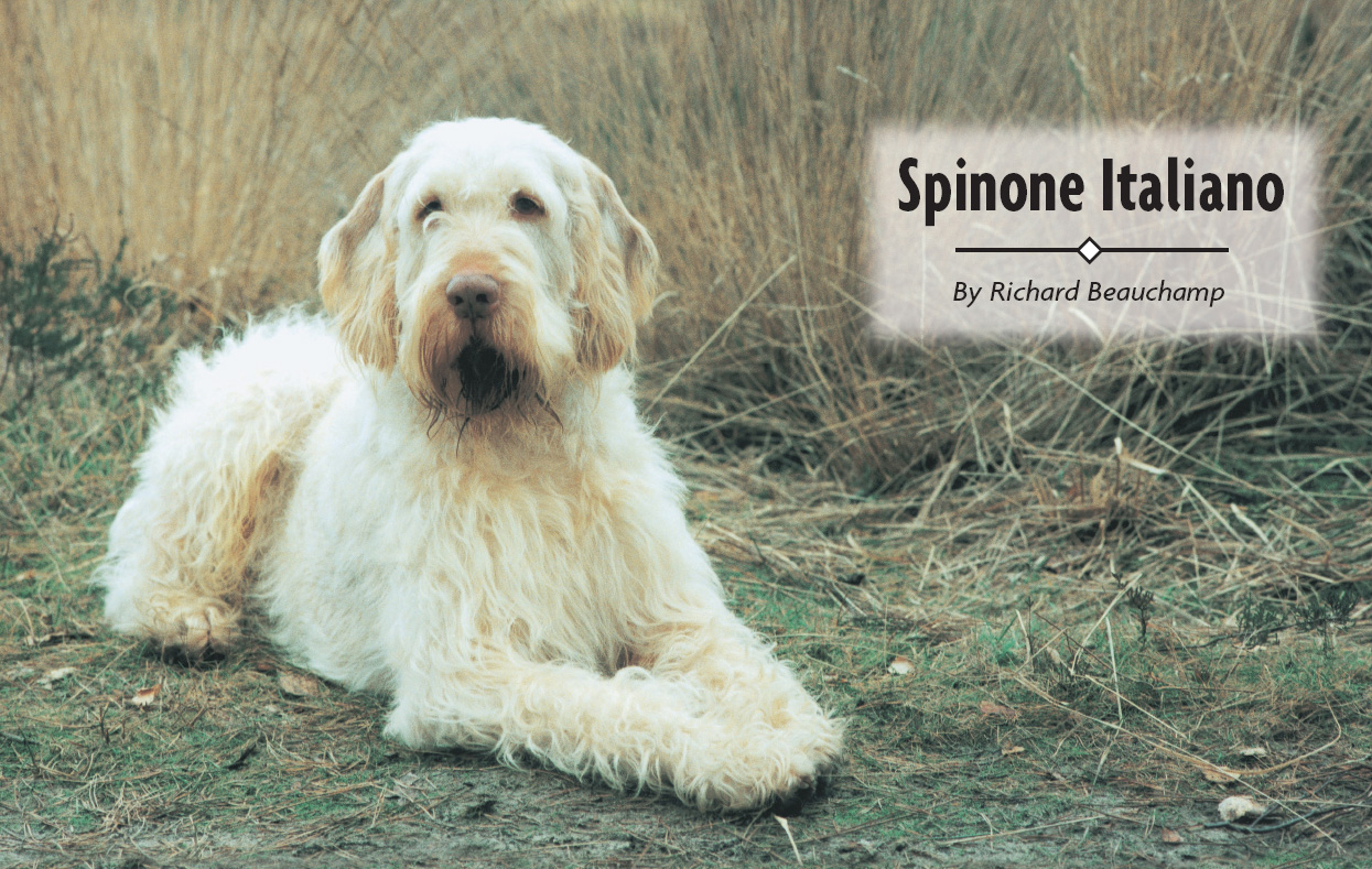 Spinoni Italiano a Comprehensive Owners Guide - image 2