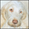 Spinoni Italiano a Comprehensive Owners Guide - image 6