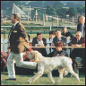 Spinoni Italiano a Comprehensive Owners Guide - image 10