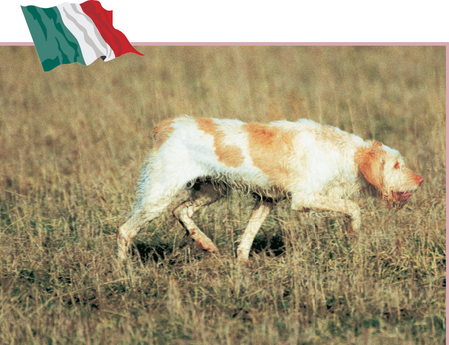 First and foremost a hunting dog the Spinone Italiano is a reliable pointer - photo 11