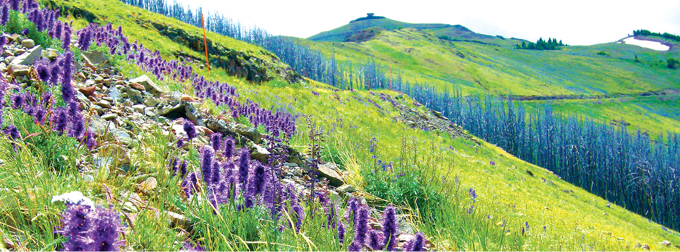 The slopes of Yellowstones Mt Washburn are known for their summer wildflowers - photo 6