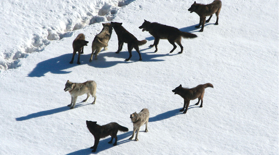 A wolf pack in the Lamar Valley After being hunted to extinction in the lower - photo 10