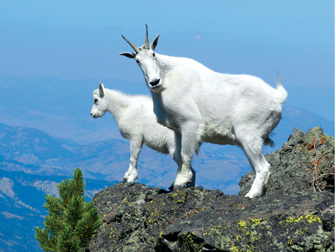 Mountain goatsalong with moose bighorn sheep and grizzliesare frequently - photo 14