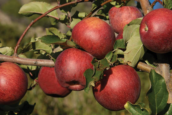 Emigdio Ballon at Tesuque Pueblo Why I wondered would small farmers organic - photo 2