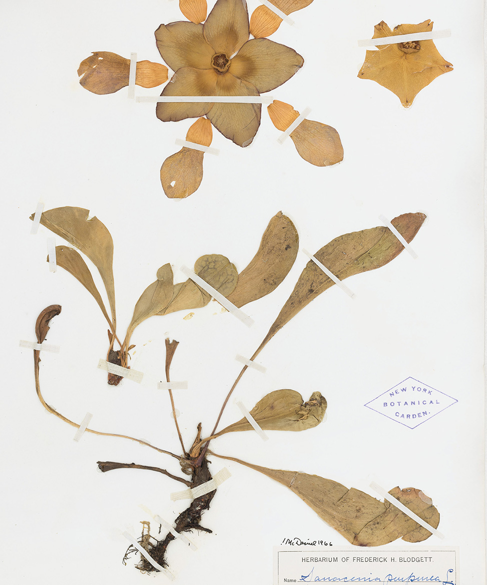 An herbarium specimen of Sarracenia purpurea common pitcherplant Preface - photo 6