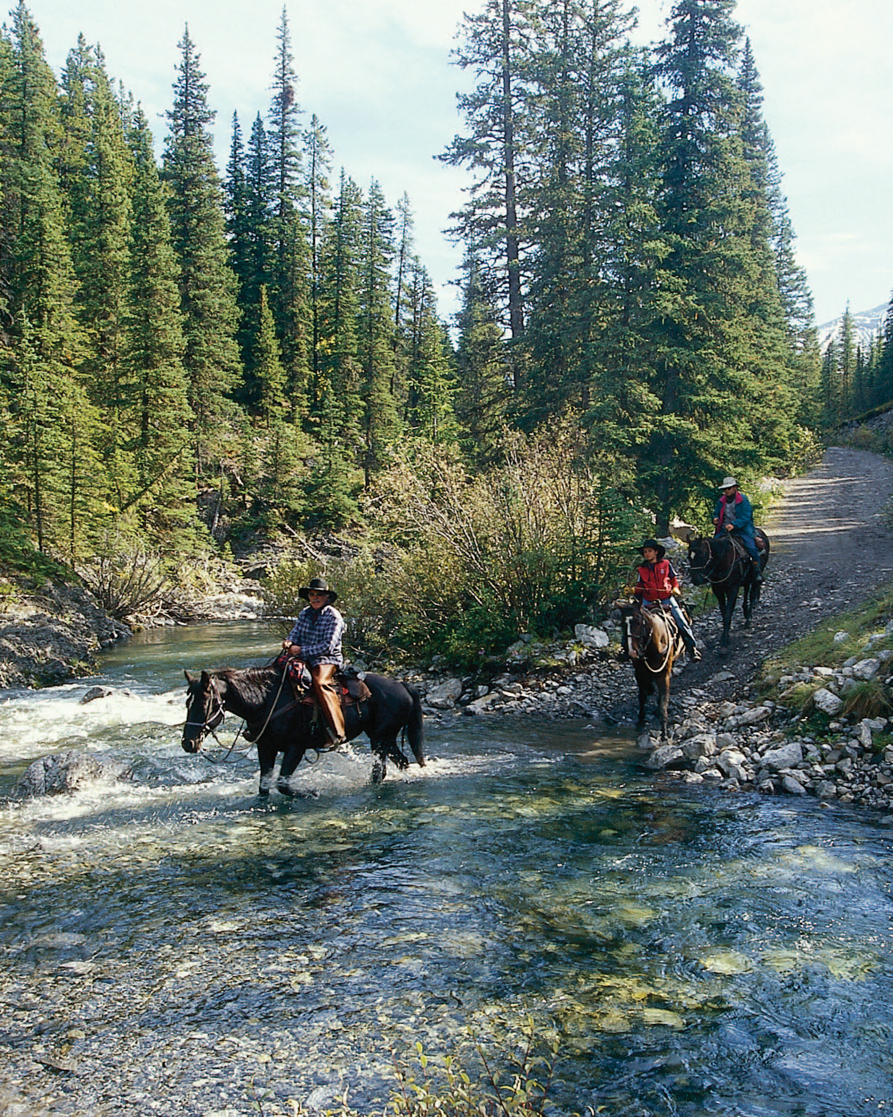 Choosing the Right Horse M any characteristics define the ideal trail horse - photo 1