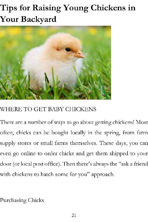 Backyard Chickens Guide to Raising and Breeding Chickens Raising Chickens for Beginners - photo 22