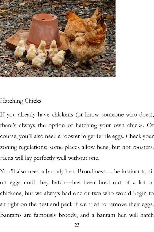 Backyard Chickens Guide to Raising and Breeding Chickens Raising Chickens for Beginners - photo 24