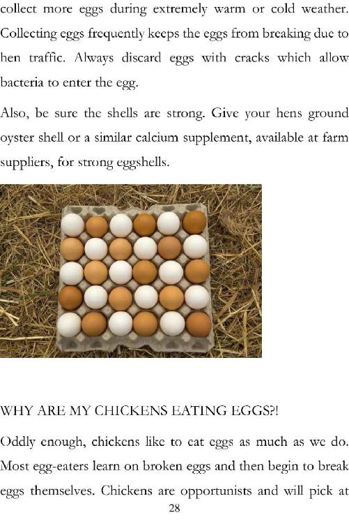 Backyard Chickens Guide to Raising and Breeding Chickens Raising Chickens for Beginners - photo 29