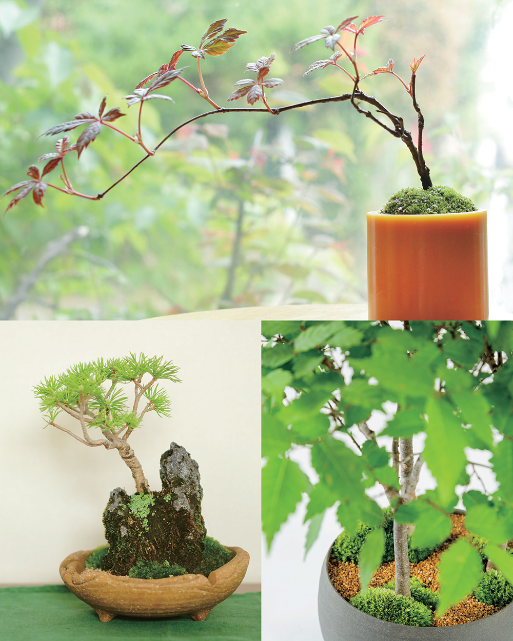 MINIATURE JAPANESE GARDENS BEAUTIFUL BONSAI LANDSCAPE GARDENS FOR YOUR HOME - photo 2