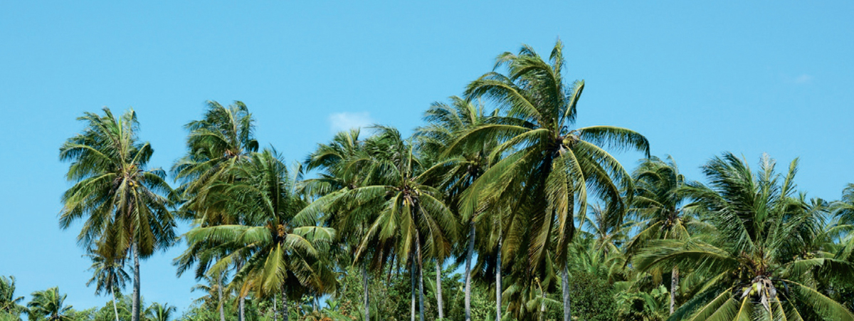 It is likely that the coconut was carried to other lands by seafarers plying - photo 7