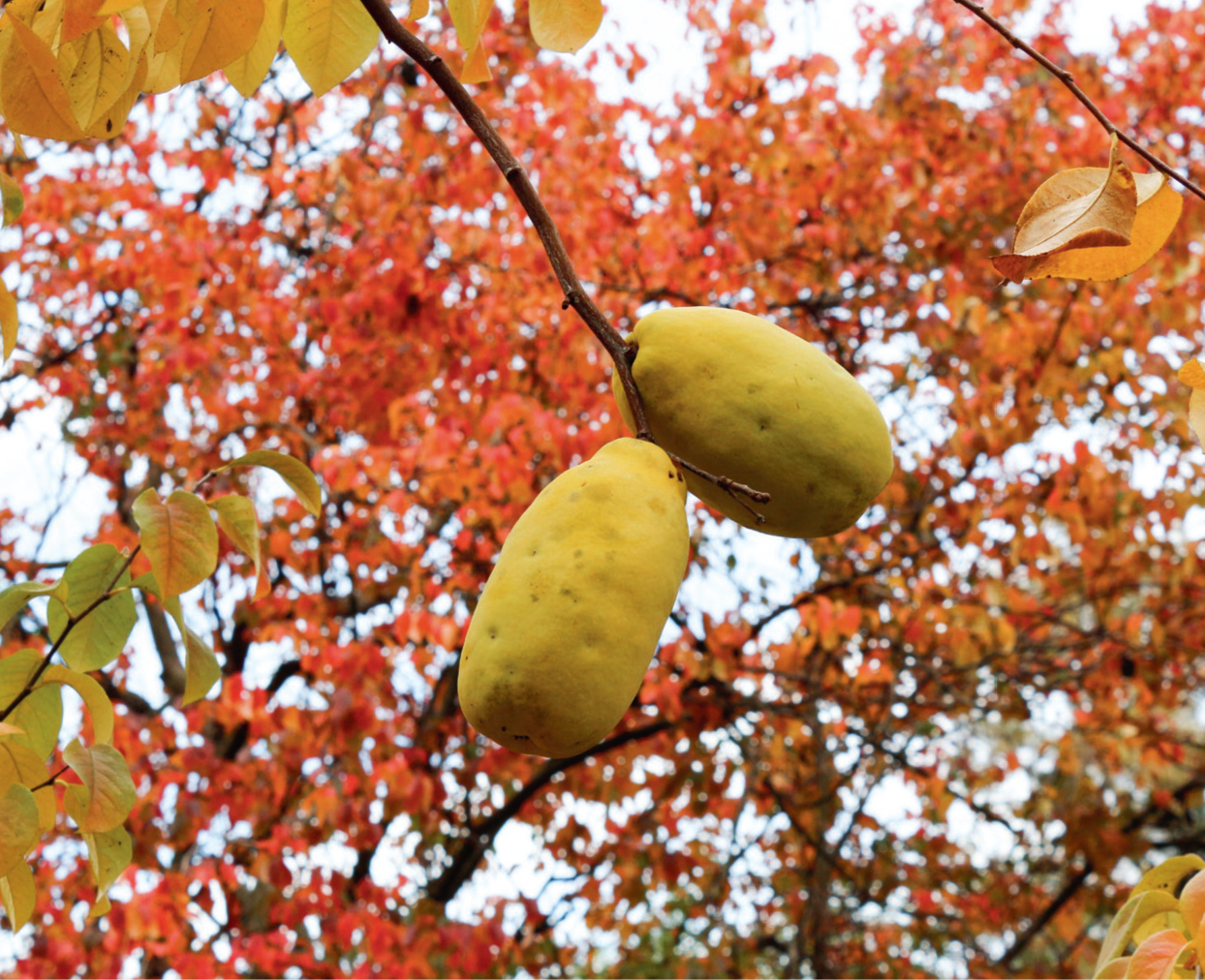 The modern lemon is thought to be a cross between the ancient citron and either - photo 6