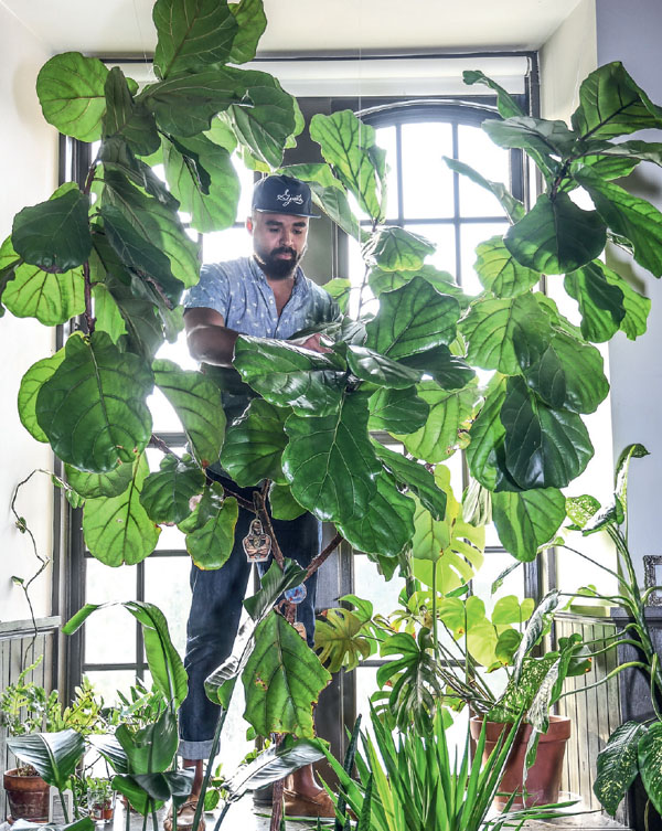 Cleaning Frank my fiddle-leaf fig in my living-room window A view of the - photo 9