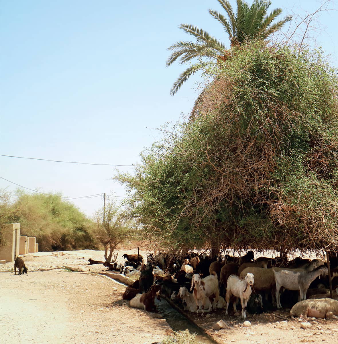 Areeha Jericho Introduction I love the word Baladi As with most Arabic - photo 6