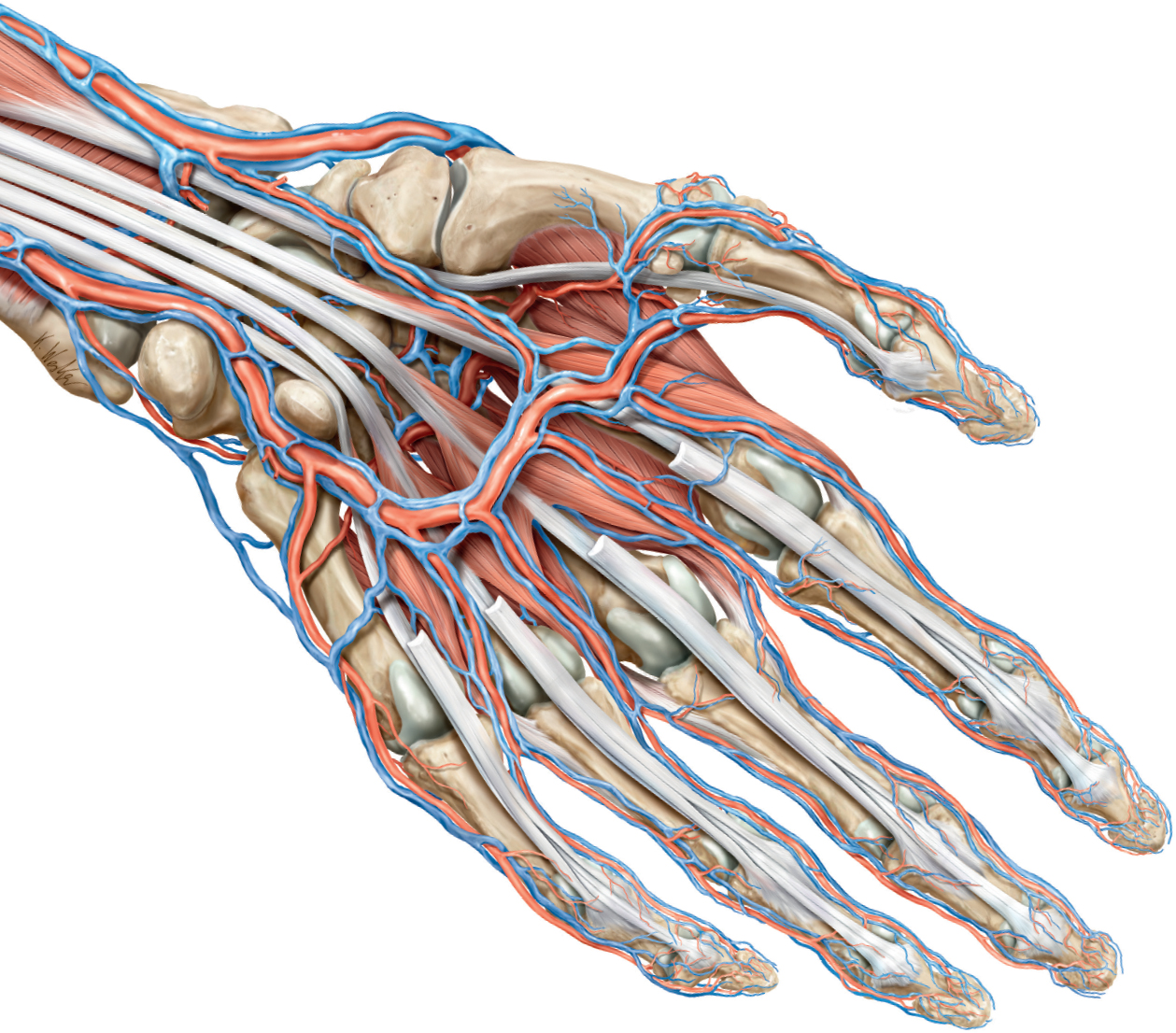 General Anatomy and Musculoskeletal System THIEME Atlas of Anatomy Third - photo 2