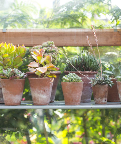 Succulents from the genus Crassula or Haworthia bring beauty to a small corner - photo 6