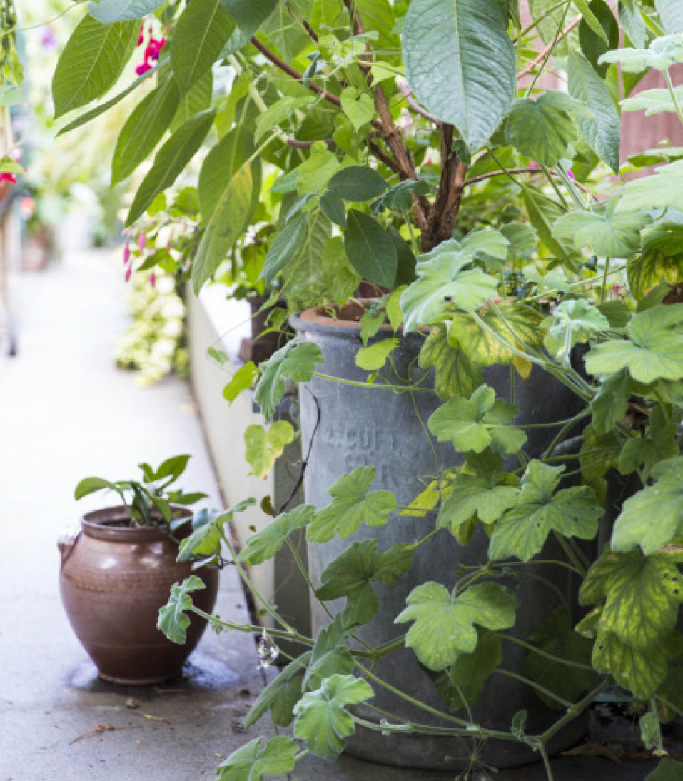 Fuchsia and hardy Geranium add flair to a pot display using easily available - photo 7