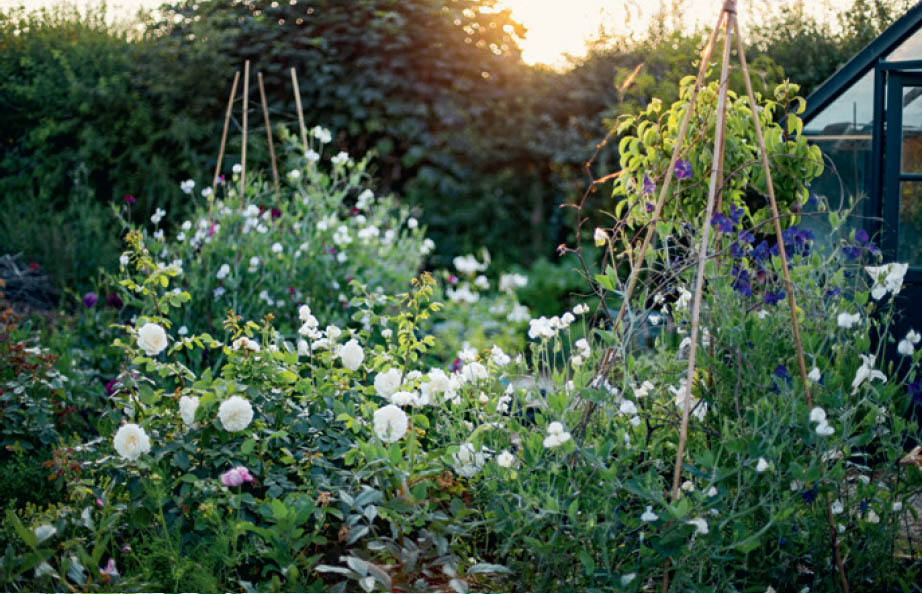 Roses and sweet peas in the early evening light of late summer Beauty in - photo 9