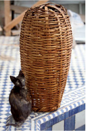 ABOVE Putting zellij on the kitchen floor ABOVE Tigger with the date basket we - photo 15