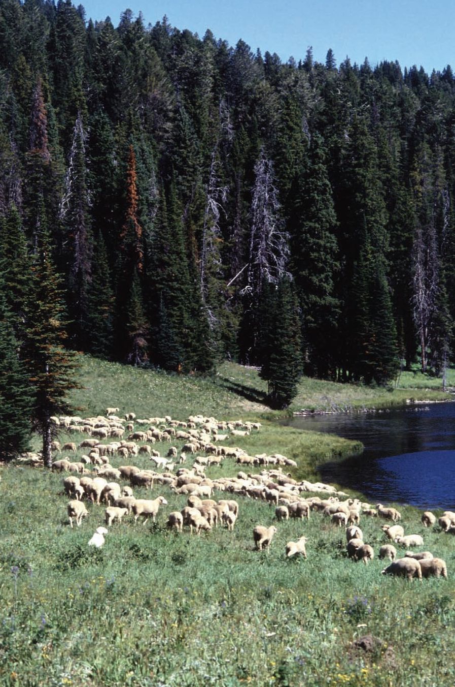 INTRODUCTION Why Sheep Sheep are to hobby farms as diamonds are to gold - photo 3