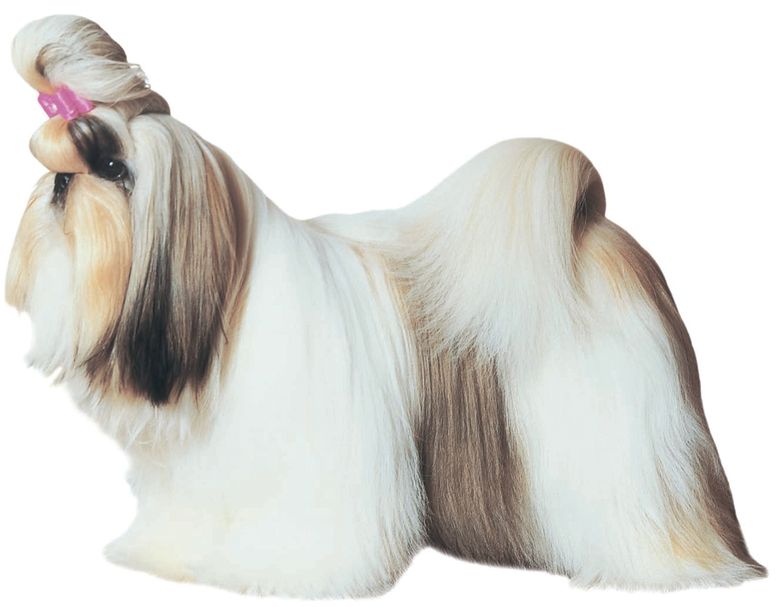 Physical Characteristics of the Shih Tzu from the American Kennel Clubs breed - photo 3