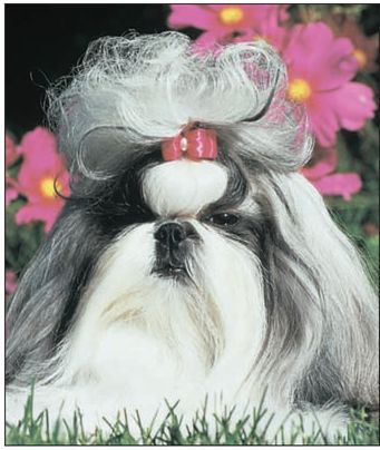 The Shih Tzu is an Asian breed whose ancestry lies both in Tibet and in China - photo 5