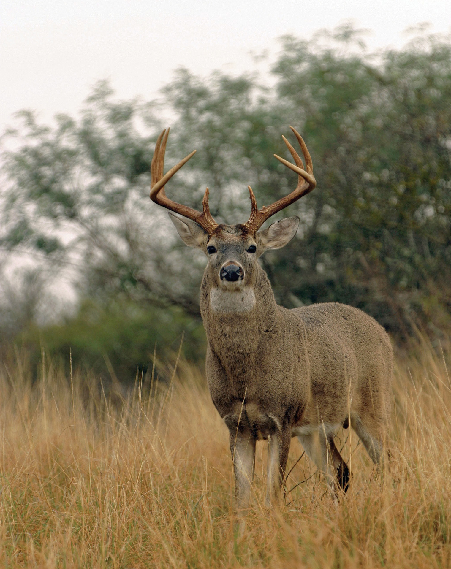 INTRODUCTION Wild game represents both the first and final frontier in cooking - photo 6