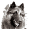 Belgian Tervuren - image 4