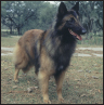 Belgian Tervuren - image 6