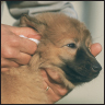 Belgian Tervuren - image 8