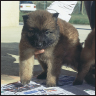 Belgian Tervuren - image 9